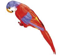 Widmann Pappagallo in piume, Rosso