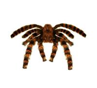 W WIDMANN MILANO Party Fashion- Animali Decorazioni, Multicolore, 8264T - NUOVO