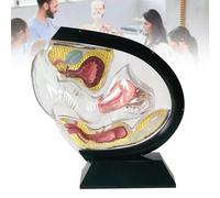 WADPP Modello Anatomico di Utero Femminile Trasparente, Sistema Riproduttivo 3D con Vescica e Ovaie, per Studenti di Medicina e Infermieristica, Educazione del Paziente,Black
