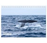 Wale (Tischkalender 2026 DIN A5 quer), CALVENDO Monatskalender: Ein Kalender mit Bildern der größten Tiere unseres Planeten, aufgenommen vor den Azoren und im Nordatlantik.