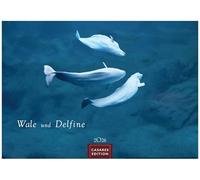 Wale und Delfine Kalender 2026 - Wandkalender | Fotokalender Tierkalender 24x35cm - Hochwertige Fotografien von Walen und Delfinen, die jeden Monat begeistern.