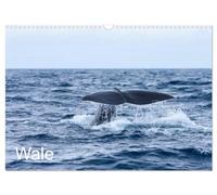 Wale (Wandkalender 2026 DIN A3 quer), CALVENDO Monatskalender: Ein Kalender mit Bildern der größten Tiere unseres Planeten, aufgenommen vor den Azoren und im Nordatlantik.