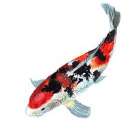 Wall & Furniture Transfer Sticker / Cut & Stick / DIY / Decal / Trasparente / Traslucido / Koi Carp / Coy Carp / Pesce / Nero Bianco e Arancione / 256 / A5 = 148 x 210 mm o 14,7 x 21,1 cm)