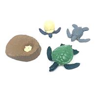 WANGCL Set di 4 Pezzi Ciclo di Vita di Una Tartaruga di Mare Verde Giocattolo Safari Mare Animali Giocattoli per Bambini Studenti Insegnante