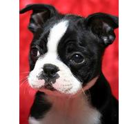 WANGXIAO Dipingere per numeri,DIY pittura a olio numeri Kit di pittura ad olio per adulti e tela decorazione per la casa,40x50cm,Bulldog francese bianco e nero,senza cornice