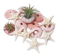 Wanwanzi Set di 12 conchiglie marine e ricci di mare, conchiglie naturali da 3,3 a 4,8 cm, decorazione per piante aeree, matrimoni in spiaggia, decorazioni per la casa costiera, progetti a tema