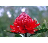 WARATAH Fiori Australiani Miscela Pronta All'Uso 30 Ml