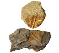 Warmhm 2 pezzi Trilobiti per Insegnamento Materiale Educativo Naturale per Decorazione e Didattico per Compleanni e Feste