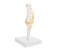 Warmhm Legamenti Strumento Didattico per Anatomia Montato su Base Bianca per Studio e Insegnamento delle Funzioni Del Ginocchio