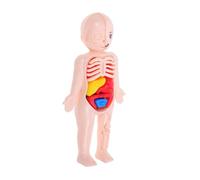 Warmhm Modello Anatomico Corpo per Organi Rimovibili Kit Didattico Anatomia Realistica per Ragazzi e Ragazze Gioco Educativo Interattivo per Scuola e Casa