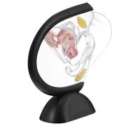 Warmhm Modello Utero Trasparente in Pvc Resistente Modello Anatomico Organismo Femminile Per Studio Medico e Didattica Pazienti Visualizzazione Struttura Utero Interno