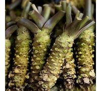 Wasabi balcone serra interna vecchie varietà orto biologicodi resistenti in vaso decorazioni da giardino per esterni Aiule rialzate per il giardino 10semi