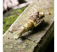 Wasabi da giardino, resistenti, longeve rampicanti da appartamento esotiche balcone orto Aiule rialzate per il giardino balcone serra interna di 150semi
