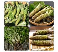 Wasabi decorazioni da giardino per esterni Aiule rialzate per il giardino decorazione rara resistenti in vaso copertura del terreno da 400semi