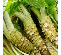 Wasabi - giardino roccioso copertura del terreno in vaso resistenti in vaso decorazioni da giardino per esterni Aiuole rialzate per il sul balcone di 200semi