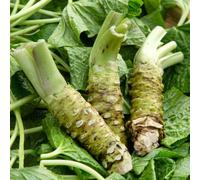 Wasabi - giardino sul balcone da appartamento esotiche vecchie varietà resistenti in vaso Aiule rialzate per il giardinodi orto biologico da interno 10semi