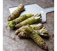 Wasabi - orto biologico vecchie varietà copertura del terreno Aiuole rialzate per il giardino da interno di arredamento del soggiorno balcone con serra interna 50semi