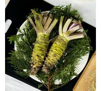 Wasabi - orto da balcone interno balcone serra interna orto biologico Aiule rialzate per il giardino in vaso decorazione rara vecchie varietà copertura 300semi