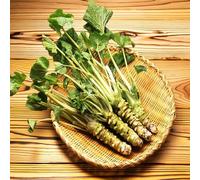 Wasabi - resistenti in vaso in vaso Aiule rialzate per il giardino vecchie varietà da appartamento esotiche arredamento del soggiorno da giardino roccioso interno 500semi