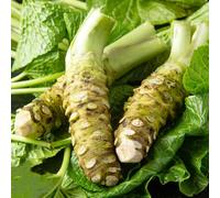 Wasabi - vecchie varietà da appartamento esotiche da giardino roccioso orto biologico rampicantidi giardino sul balcone decorazioni per esterni balcone 50semi