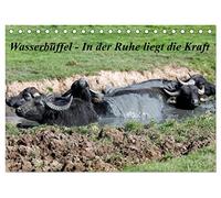 Wasserbüffel - In der Ruhe liegt die Kraft (Tischkalender 2026 DIN A5 quer), CALVENDO Monatskalender: Der Kalender entstand beim entspannen in der Natur! Wasserbüffel stahlen eine enorme Ruhe aus!