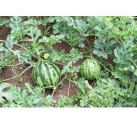 Watermelon Seed (25 per pacchetto) Seeds ONLY