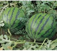 Watermelon Seed (25 per pacchetto) Seeds ONLY