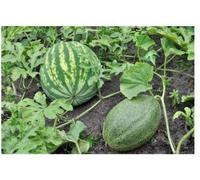 Watermelon Seed (50 per pacchetto) Seeds ONLY
