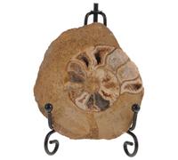 WATIIFUFU Esemplare Ammonite Fossile Supporto, Modello Ammonite Naturale 6-8 Cm, Decorazione da Tavolo per Collezione e Appassionati di Geologia