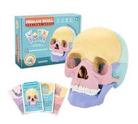 Watreketal Modello del Cranio Esploso Anatomia Medica per Lo Studio Educazione Scientifica Umana Modello del Cranio Umano