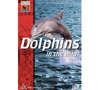 Wayne Abraham - Dolphins in the Wild