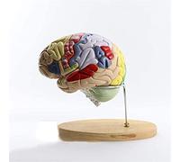 WDCDYQDH Modello educativo del Cervello Modello anatomico del Cervello Umano regionale codificato a Colori per identificare Le Diverse funzioni cerebrali 4 Parti 2X Dimensioni Reali modalità Anatomia