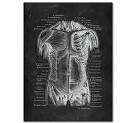 WDHBI HEKA Poster della struttura del corpo umano Stampe della struttura del corpo umano Pittura su tela moderna Struttura del corpo umano Arte della parete Home Decor Picture 50x70cm Senza cornice