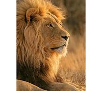 Wee Blue Coo 12 X 16 INCH / 30 X 40 CMS BIG AFRICAN LION SITTING SUN PHOTO FINE ART PRINT POSTER HOME DECOR PICTURE Leone FOTO Stampa artistica Manifesto Casa Immagine