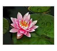 Wee Blue Coo 12 X 16 INCH/30 X 40 CMS LOTUS FLOWER LILLY PAD PINK PHOTO FINE ART PRINT POSTER HOME DECOR PICTURE Fiore Pubblicità Rosa FOTO Stampa artistica Manifesto Casa Immagine
