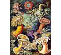 Wee Blue Coo NATURE ART BIOLOGY ANEMONE ERNS HAECKEL GERMANY VINTAGE POSTER ART PRINT 12x16 inch 30x40cm Natura Biologia Tedesco Vintage ▾ Manifesto Stampa artistica