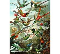 Wee Blue Coo NATURE ART BIOLOGY BIRD HUMMING ERNST HAECKEL GERMANY VINTAGE POSTER PRINT 12x16 inch 30x40cm Natura Biologia Uccello Tedesco Vintage ▾ Manifesto