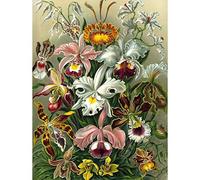 Wee Blue Coo NATURE ART ERNST HAECKEL PLANT FLOWER BIOLOGY GERMANY VINTAGE POSTER PRINT 12x16 inch 30x40cm Natura pianta Fiore Biologia Tedesco Vintage ▾ Manifesto