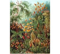 Wee Blue Coo NATURE ART ERNST HAECKEL SEA PLANT BIOLOGY GERMANY VINTAGE POSTER PRINT 12x16 inch 30x40cm Natura pianta Biologia Tedesco Vintage ▾ Manifesto