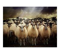 Wee Blue Coo Sheep Flock Farm Animal Art Print Poster Wall Decor 12X16 Inch