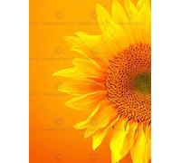 Wee Blue Coo SINGLE SUNFLOWER BLOOM ORANGE YELLOW PHOTO FINE ART PRINT POSTER HOME DECOR PICTURE BMP773B