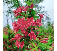 weigela - giardino estivi selvatici esotiche recisi balcone resistenti selvatici d'appartamento rare in vaso 35semi