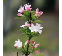 weigela per i luoghi soleggiati in vaso decorazione del balcone 100semi