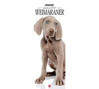 Weimaraner. Calendario 2026. Long