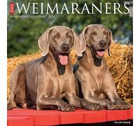 Weimaraners 2026 Wall Calendar