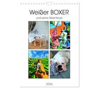 Weißer BOXER (Wandkalender 2026 DIN A4 hoch), CALVENDO Monatskalender: Froher Alltag und schöne Momente mit einem weißen Boxer