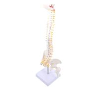 WEKADRIN Modello Anatomico Colonna Vertebrale con Bacino e Nervi Modello Didattico Osseo per Insegnamento Medico e Studio Anatomia