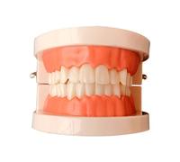 WEKADRIN Modello Denti Standard per Insegnamento Dimostrazione Spazzolamento e Uso Modello Educativo con Protesi Fissa Strumento Didattico per Scuola e Studio
