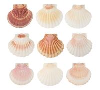 Wekuw 10 Pezzi Conchiglie Decorative Conchiglia Conchiglie Grandi,10-12 cm Conchiglie Decorative per Cucina Decorazione Mestieri Artigianato DIY Capesante Cucina Antipasto Piatto Spuntino Decorazione