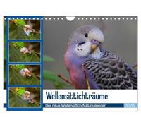Wellensittichträume - Der neue Wellensittich-Naturkalender (Wandkalender 2026 DIN A4 quer), CALVENDO Monatskalender: Ein wahrer Blickfang: ... des Naturfotografen Björn Bergmann